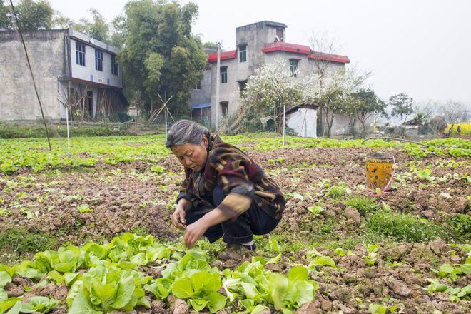 实行线上线下同步销售,真正做到将绿色食品送到千家万户,让成富的产品